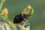 5du20075 - Deraeocoris ruber