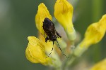 5du20086 - Adelphocoris seticornis
