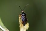5du20120 - Deraeocoris ruber