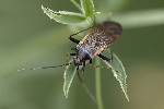 5du20162 - Adelphocoris seticornis