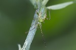 5du20190 - Adelphocoris lineolatus