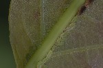 5du20236 - Thelaxes dryophila