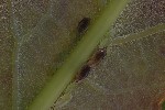 5du20238 - Thelaxes dryophila