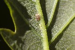 5du20290 - Thelaxes dryophila