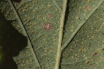 5du20313 - Phylloxera coccinea