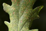 5du20333 - Phylloxera coccinea