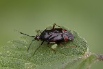 5du20377 - Deraeocoris ruber