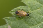 5du20381 - Plagiognathus arbustorum