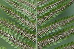 5du20424 - Dryopteris filix-mas