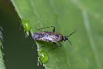 5du20439 - Plagiognathus arbustorum