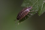 5du20485 - Philoscia muscorum