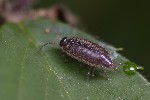 5du20503 - Philoscia muscorum