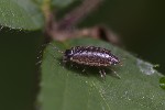 5du20508 - Philoscia muscorum
