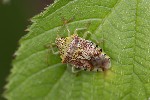 5du20540 - Elasmucha grisea