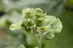 5du20558 - Arctium lappa