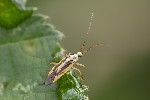 5du20579 - Stenotus binotatus