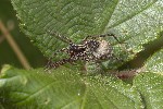 5du20624 - Pardosa sp.