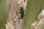 5du20647 - Oedemera nobilis