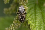 5du20655 - Heterogaster urticae