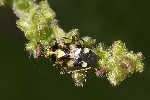 5du20718 - Liocoris tripustulatus
