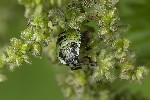 5du20770 - Palomena prasina