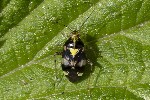 5du20800 - Liocoris tripustulatus