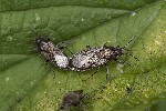 5du20811 - Heterogaster urticae