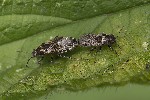 5du20849 - Heterogaster urticae