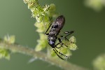 5du20901 - Rhyparochromus vulgaris