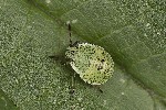 5du20926 - Palomena prasina