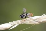 5du21030 - Paragus sp.