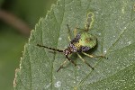 5du21057 - Gonocerus acuteangulatus