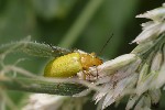 5du21586 - Cteniopus sulphureus