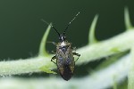 5du21794 - Plagiognathus arbustorum