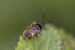 5du21950 - Deraeocoris ruber