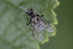 5du22002 - Limnophora maculosa