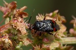 5du22071 - Deraeocoris ruber