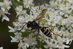 5du22093 - Gorytes sp.