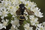 5du22106 - Gorytes sp.