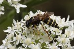 5du22109 - Gorytes sp.
