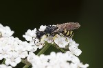 5du22169 - Lestica clypeata