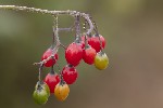 5du22189 - Solanum dulcamara