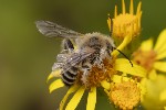 5du22201 - Dasypoda hirtipes