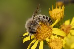 5du22209 - Dasypoda hirtipes