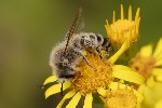 5du22210 - Dasypoda hirtipes