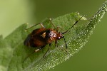 5du22314 - Deraeocoris ruber