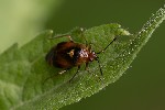 5du22320 - Deraeocoris ruber
