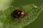 5du22321 - Deraeocoris ruber