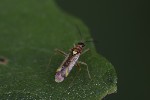 5du22354 - Campyloneura virgula