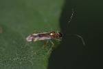 5du22368 - Campyloneura virgula